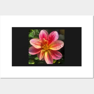 Dazzling Pink and Yellow Dahlia Posters and Art